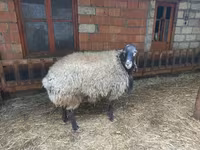 Ram, Sheep — photo 2