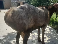 Beran, Arashan sheep — foto 4