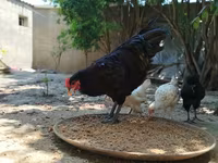 Australorp — photo 2