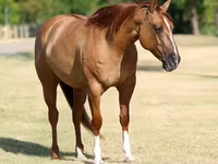 Madyan, Quarter Horse — foto 5