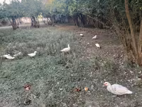 Geese — Foto 4
