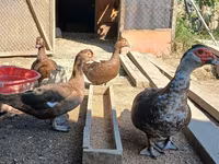 Ducks — الصورة 5