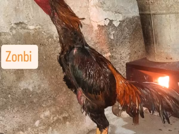 Chickens — Azərbaycan