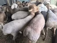 Owca, Owce — zdjęcie 1