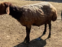 Ram, Sheep — photo 3