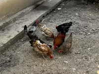 Chickens — الصورة 3