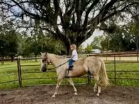 Hengst, Quarter Horse — Foto 8