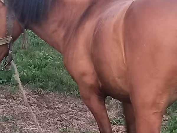 Horse (M), Horses