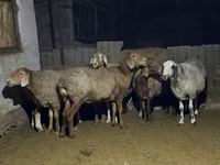 Qoʻy, Arashan sheep — 1-rasm