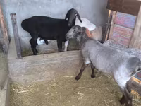 Sheep, Sheep — photo 3