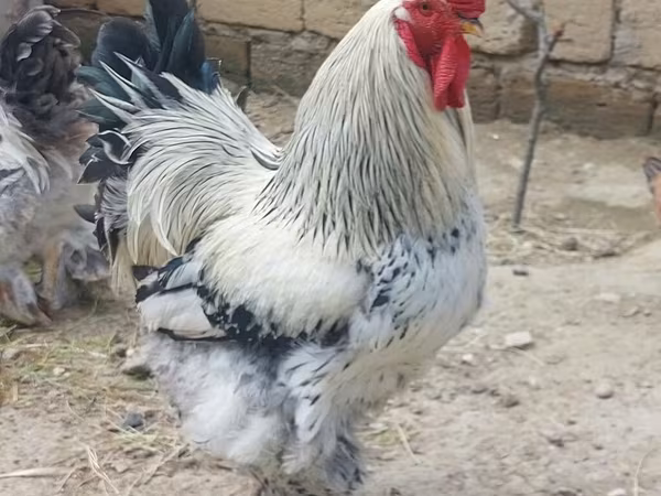 Chickens — Azərbaycan