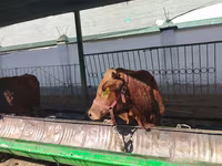 Bovinos (lote, sexo não especificado), Bovinos — foto 4
