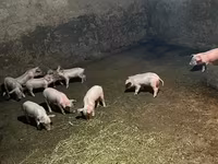 Sow, Pigs — photo 4