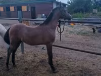 Cavalo, Shagya — foto 1