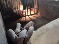 Säue, Schweine — Foto 2