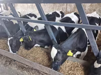 Býk, Russian Black pied cattle — foto 7