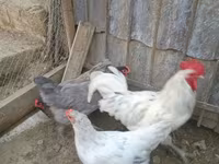 Australorp — foto 5