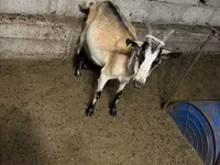 Koza, Saanen goat — foto 8
