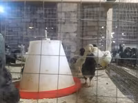 Chickens — photo 4