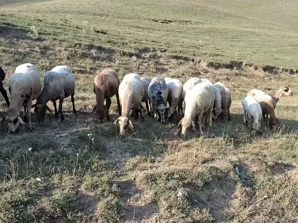 Schaf, Schafe