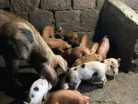 Eber, Schweine — Foto 5