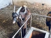 Bode, Nubian Goat — foto 5