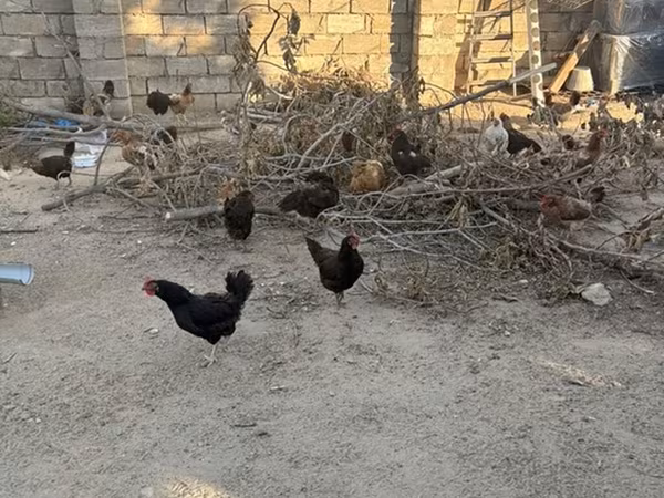 Chickens — Azerbaijan