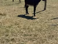 Kůň, Kerry Bog Pony — foto 2