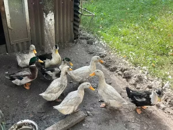 American Pekin