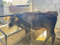 Buğa, Qəhvəyi latviyalı — foto 2