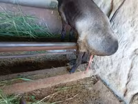 Коза, LaMancha goats — фото 1