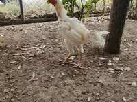 Chickens — photo 4