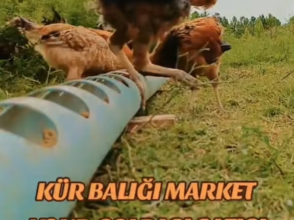Chickens — Azerbaijan