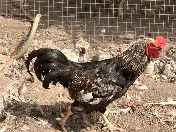 Chickens — Azerbaijan