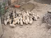 German Pekin — photo 4