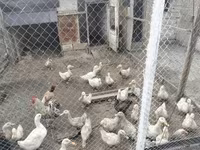 Ducks — photo 1