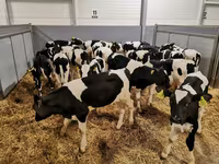 Vaca, Russian Black pied cattle — foto 7