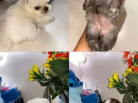 Məhsul: Pekines balaları - Yaş: 60 günlük - Cins: Pekines - Rənglər — foto 1