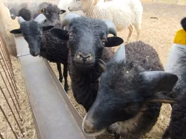 Carnero, Ouessant sheep
