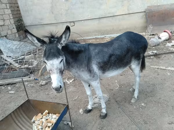 马匹（批次，未指定性别）, Horses — 阿塞拜疆