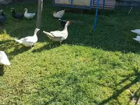 Ducks — फ़ोटो 7