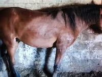 马匹（批次，未指定性别）, Horse breed — 照片 2