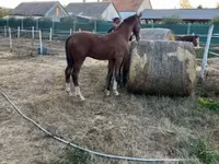 Aygʻir, Dutch warmblood horse — 7-rasm