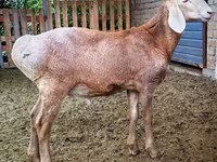 Qoç, Arashan sheep — foto 1