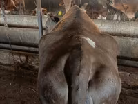 Vaca, Simmental cattle — foto 4