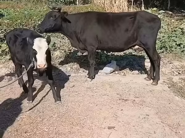 بقرة, الماشية