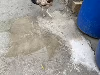 Chickens — Foto 1