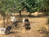 Turkeys — Foto 2