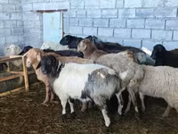 Qoyun, Beulah Speckled face sheep — foto 4