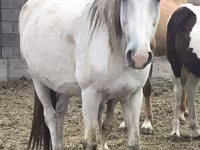 Madyan, Mugalzhar horse — foto 7